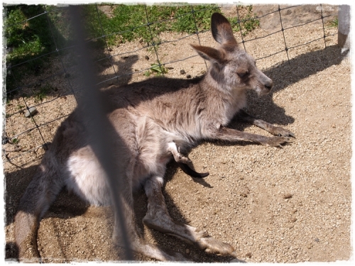 カンガルー.JPG
