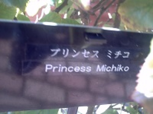 プリンセス　ミチコ０１.jpg
