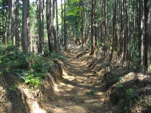 青梅丘陵枡形山 (2) (500x375).jpg