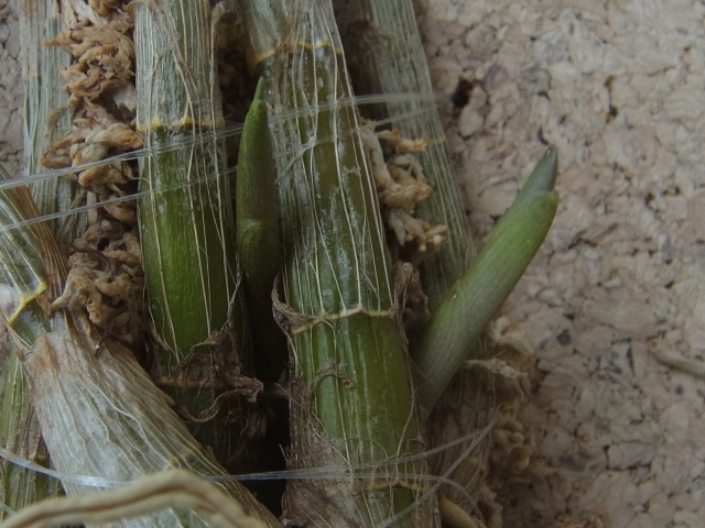 コルク板付のデンドロビュームとベランダのスズメ！ | 植込み材料無しの洋蘭栽培 - 楽天ブログ