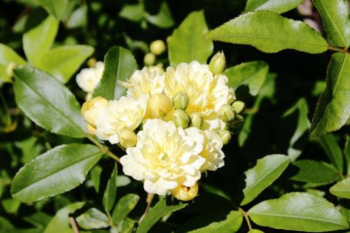 20160416 モッコウバラ4.jpg