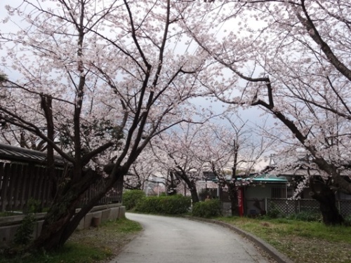 3.2016年桜 西公園  (10).JPG