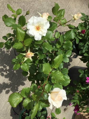 2016-05-05 12.30.34.jpg