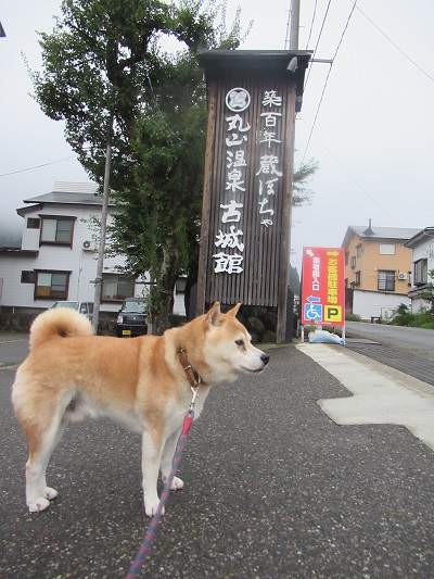 丸山温泉 古城館 | 柴犬ゴンのお散歩日記 - 楽天ブログ