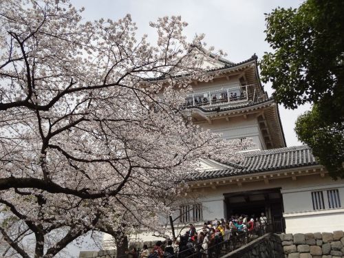 小田原城の桜.jpg