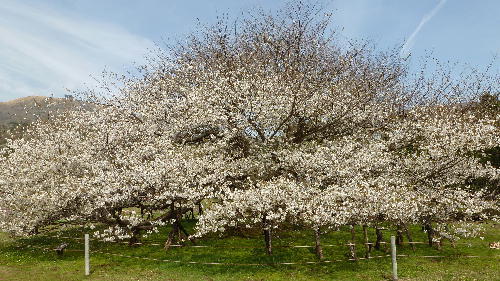 桜・箱根.jpg