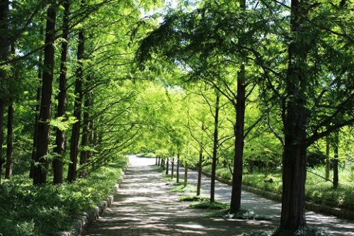 神戸森林公園西洋紫陽花向かう付近.JPG