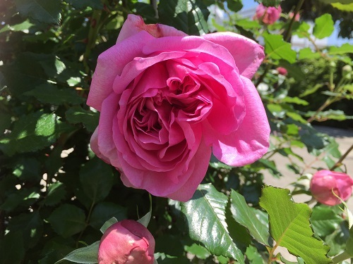 2016-04-29 11.36.21 - コピー.jpg