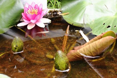20160512 スイレン5.jpg