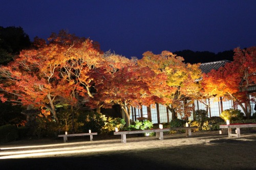 神戸市立須磨離宮公園もみじライトアップ１.jpg
