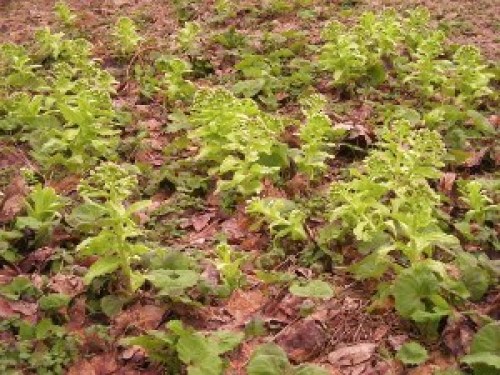 DSCN6577 (300x225).jpg