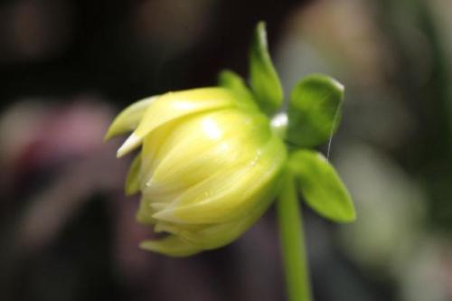 20150613 ダリア3.jpg