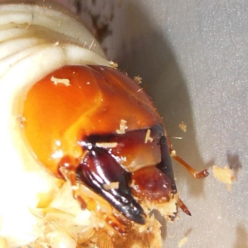 hB4cδ-28-28 (2).JPG