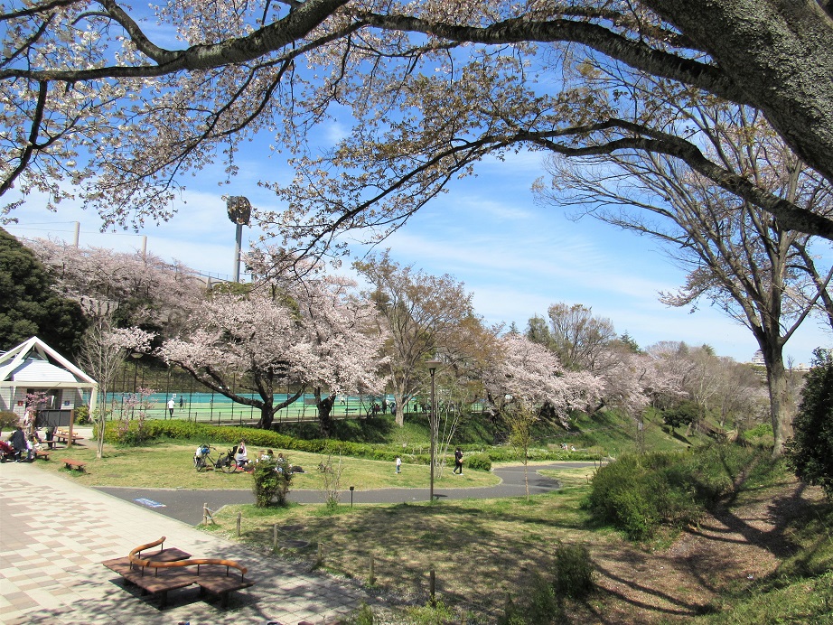 ぐずぐずと満開 今年の桜 チャチャコママ 楽天ブログ