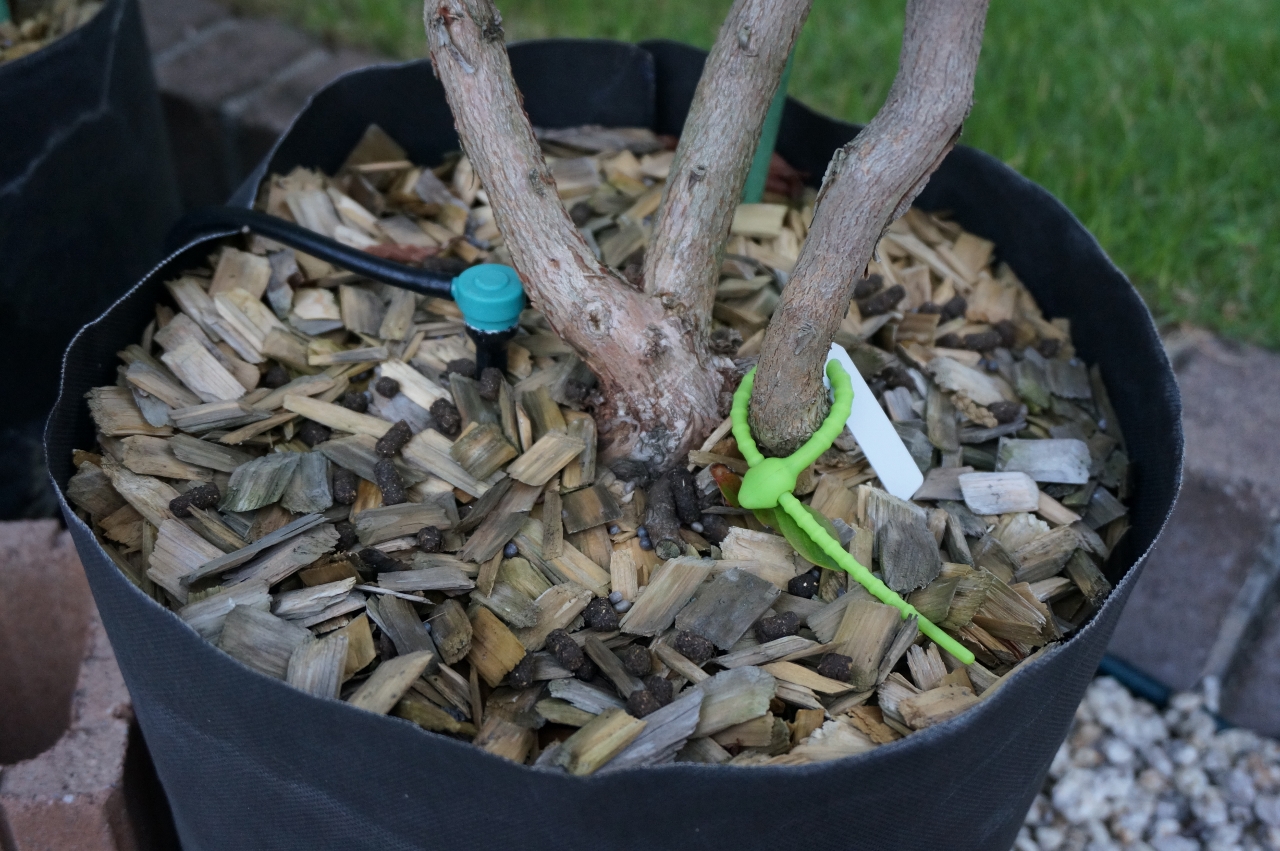 17年度ブルーベリーの夏剪定とお礼肥 ゆずちゃんの庭 楽天ブログ