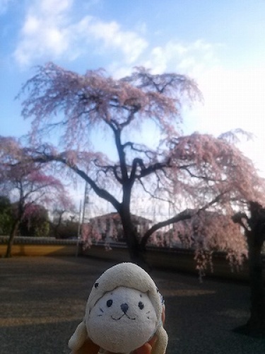 2014桜 (4).jpg