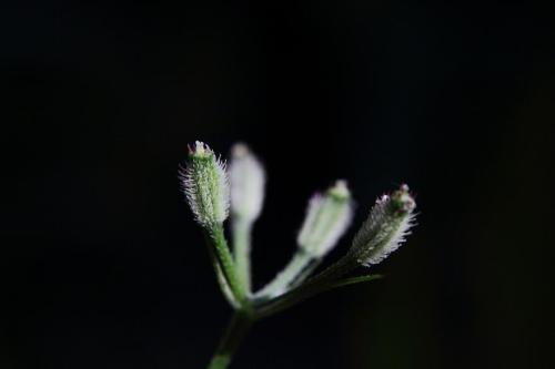 20160504 オヤブジラミ4.jpg