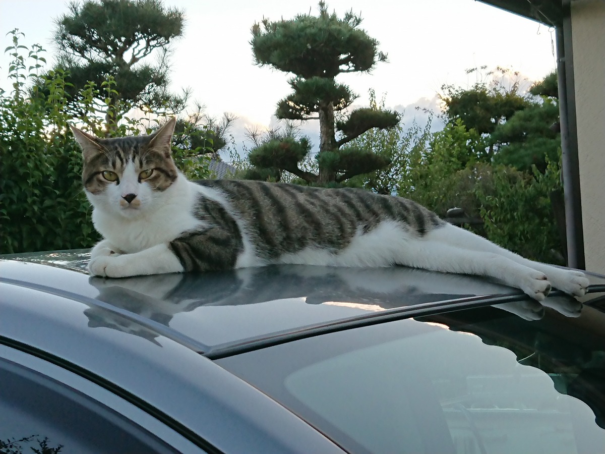 令和２年を振り返るーfnn 不審者を睨むネコ 編ー 楽しい仲間 平成十八番会です 楽天ブログ