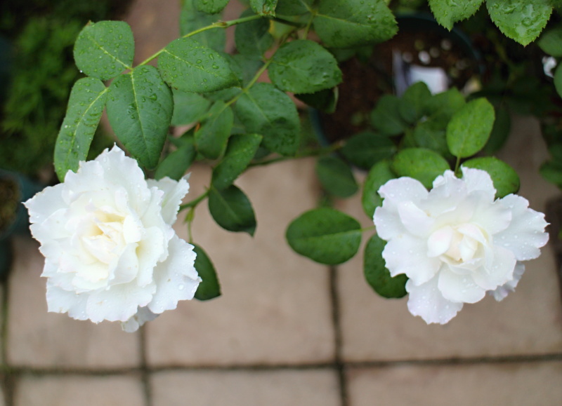 ルブラン バラと可愛い花たち 楽天ブログ