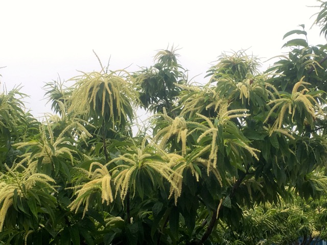 新 緑仙の日々是好日 栗花落 新 緑仙の日々是好日 楽天ブログ