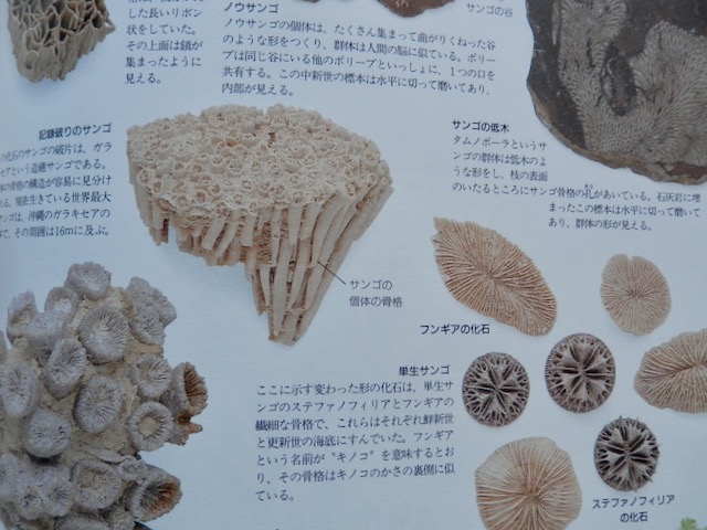 新 緑仙の日々是好日 図鑑から学ぶ 第四巻 化石 新 緑仙の日々是好日 楽天ブログ 新 緑仙の日々是好日 図鑑から学ぶ 第四巻 化石 新 緑仙の日々是好日 楽天ブログ