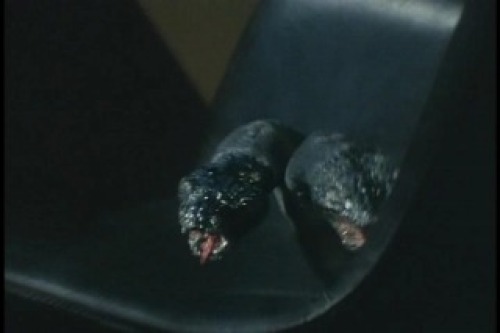 PDVD_005.jpg