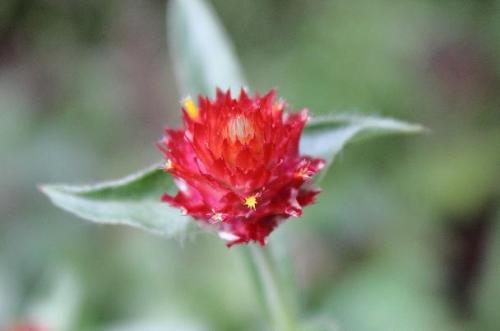 20150711 キバナセンニチコウ.jpg