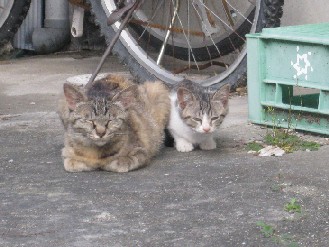外猫　2012.07.09 013.jpgブログ.jpg