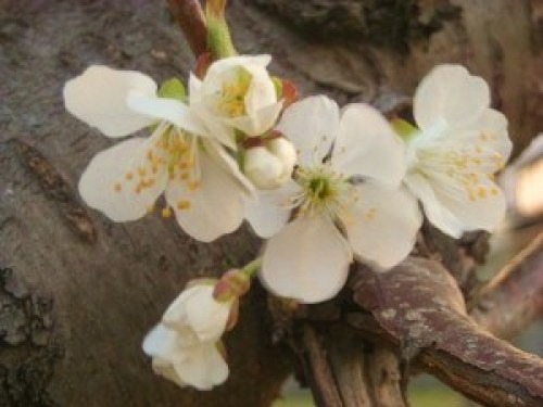 DSCN8052 (300x225).jpg