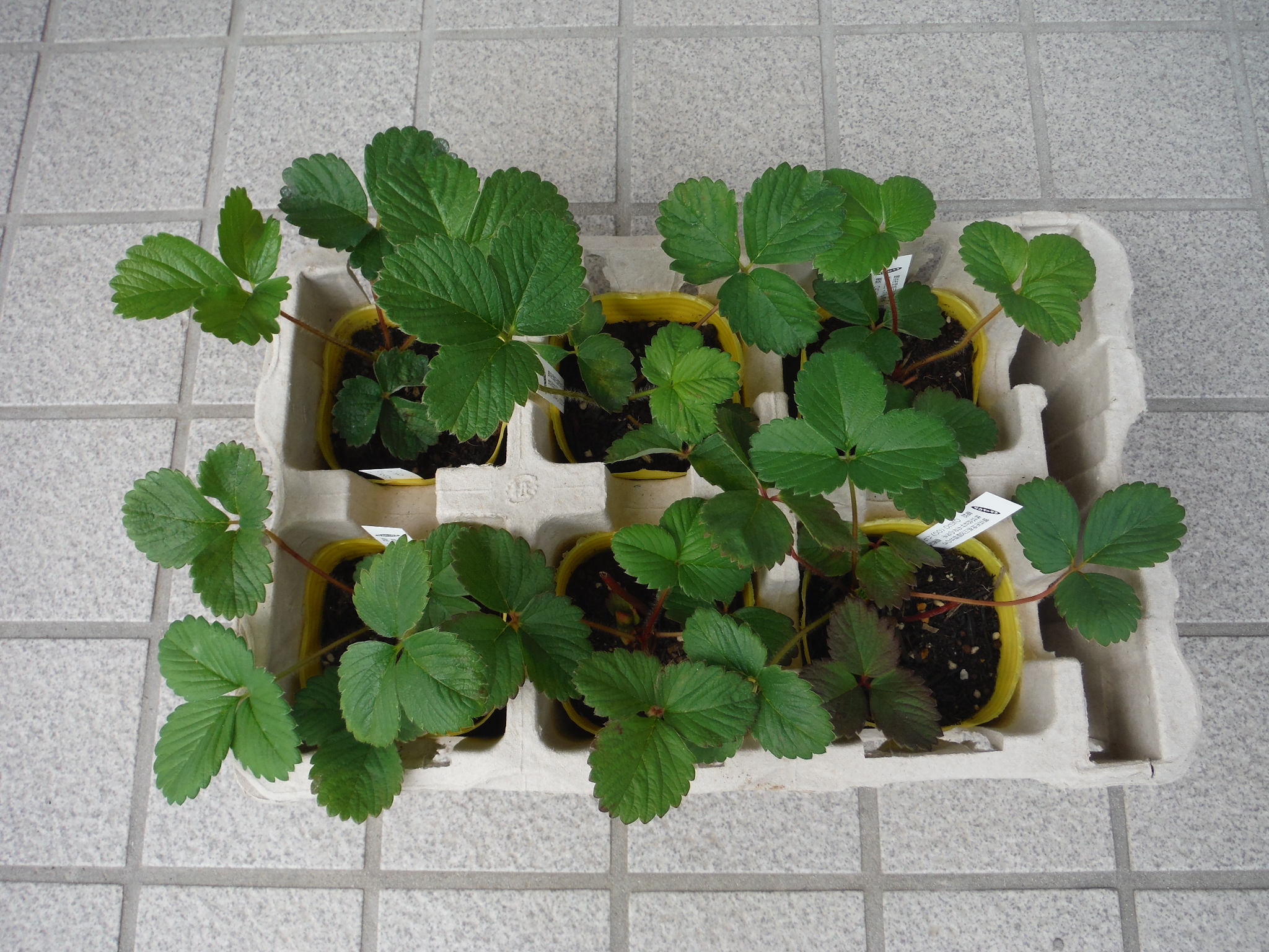イチゴ栽培再開 定植終了 アラ古希夫婦の菜園生活 楽天ブログ
