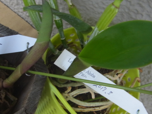 新芽の成長が進む処分品のミニカトレア 植込み材料無しの洋蘭栽培 楽天ブログ