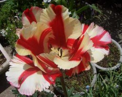 C:\fakepath\tulip120512-1.jpg