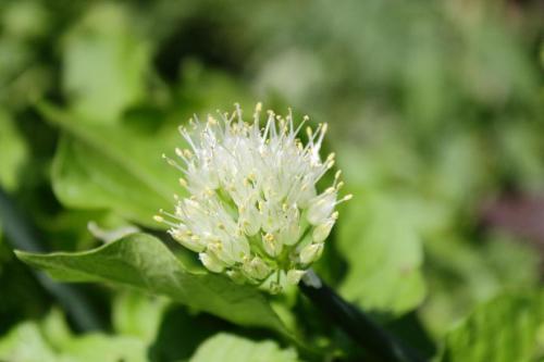 20160514 タマネギ 3.jpg