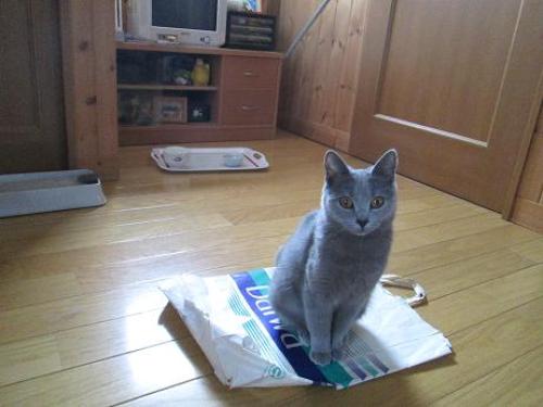 ちょこねんとまつ２.JPG