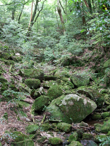 屋久島50.jpg