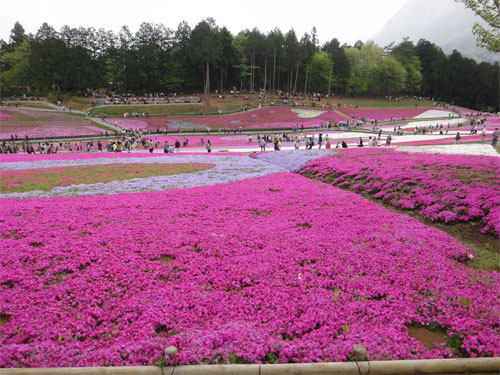 芝桜11.jpg