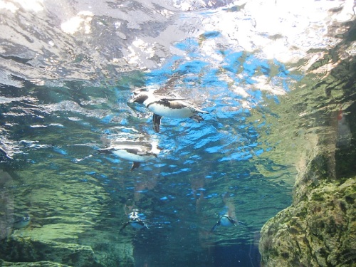 水族館6.jpg