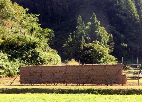 稲架掛け.jpg