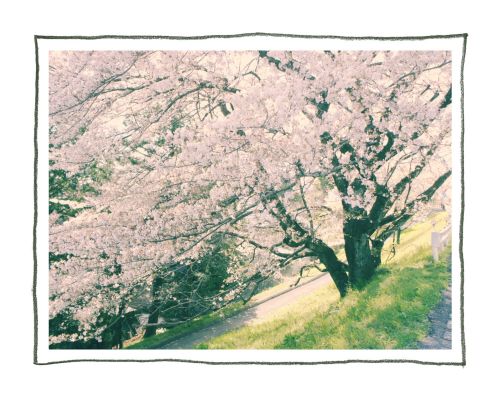 木曽三川公園　138タワーパーク　桜