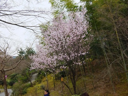 DSCF7362.JPG