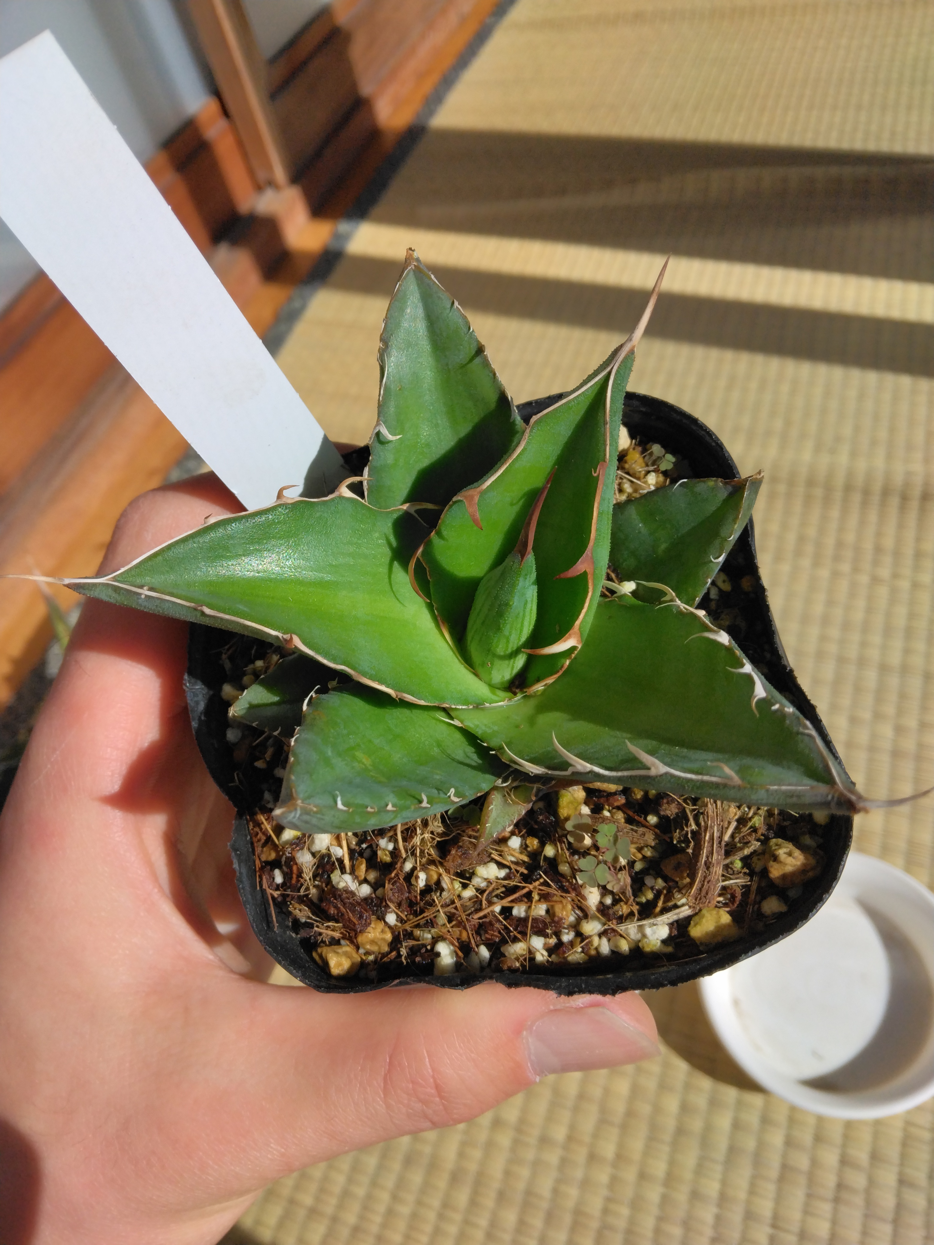 アガベ実生の醍醐味😊 | YOSS🌱GARÐEN - 楽天ブログ