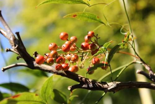 20151103 ナンテン.jpg