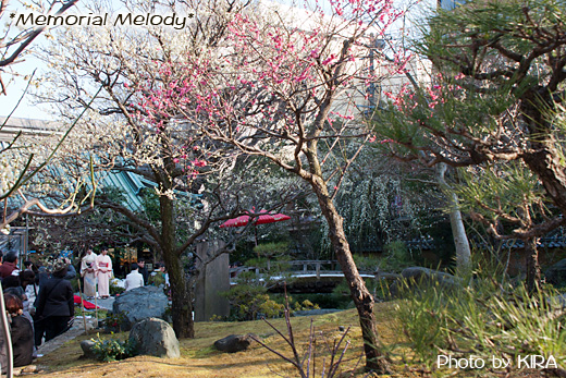 梅まつり,梅の花,湯島天神,yushima_ume08.jpg