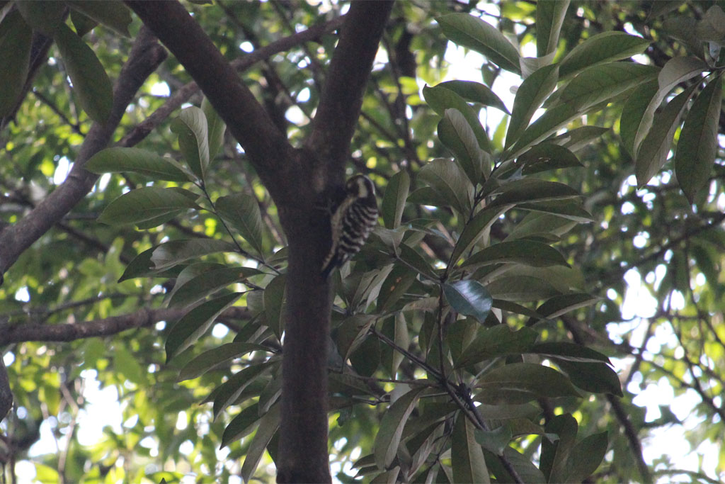 コゲラ（明治神宮）