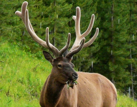 ワイオミングの動物(エルクとプレーリードック) | わたしのこだわり