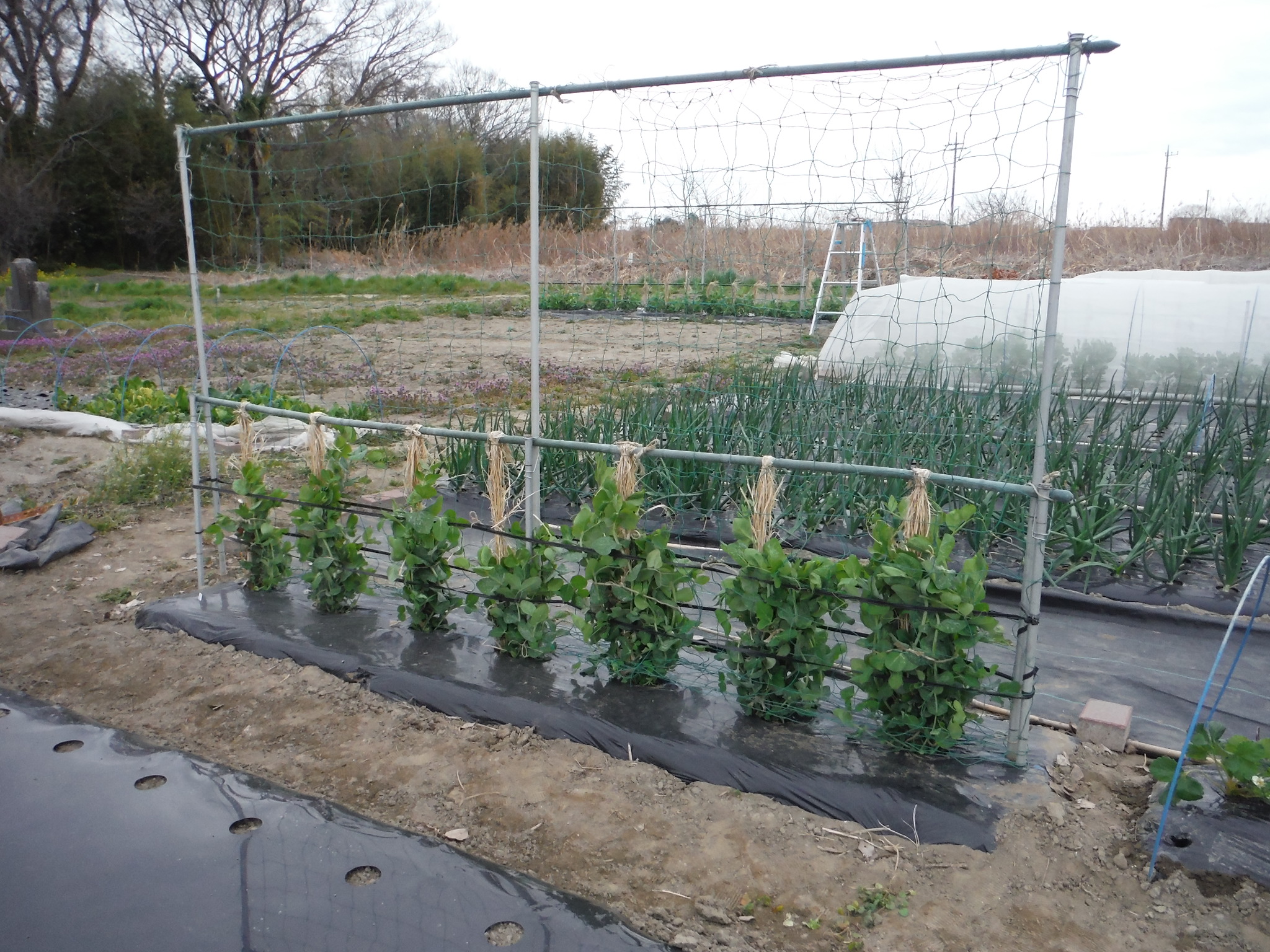 エンドウ豆 支柱たて 海苔網で 春に衣替え アラ古希夫婦の菜園生活 楽天ブログ