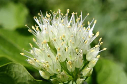 20160514 タマネギ 2.jpg