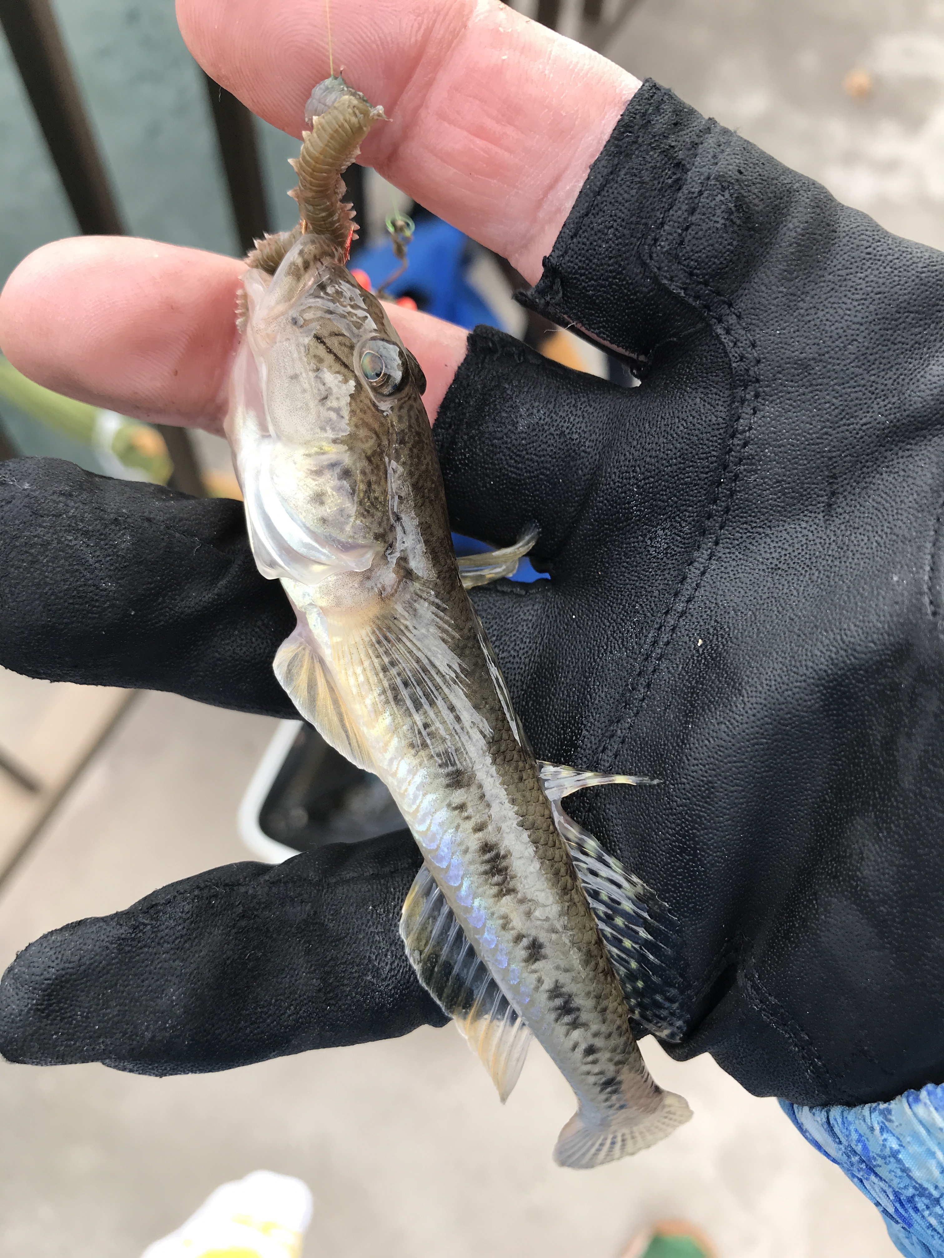 運河でのハゼ釣り その２ 山さんの釣りと趣味のブログ 楽天ブログ