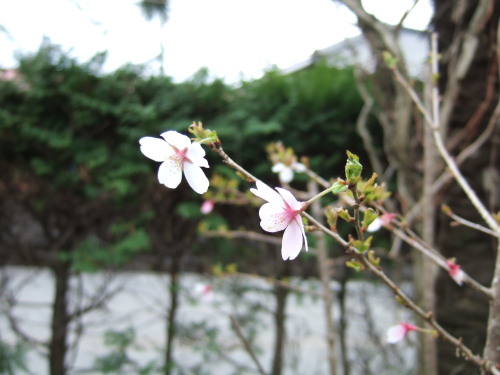 2013_0406sakura0004.JPG