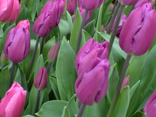 植物園2013-2-5.JPG